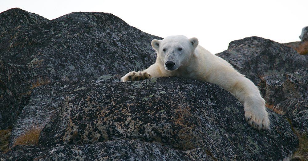 Discover Aurora Expeditions' 2023 Arctic & Global season