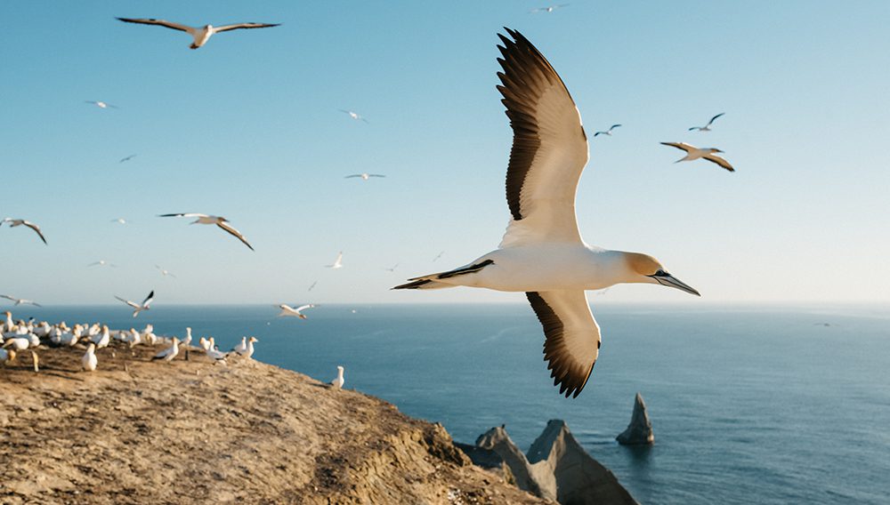 Come face to face with over 20,000 gannets in their natural habitat with Cape Kidnappers Gannet Safaris