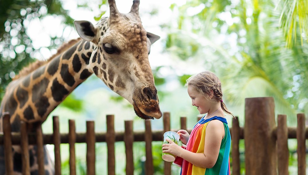 Enjoy a wild adventure at the world-famous Singapore Zoo