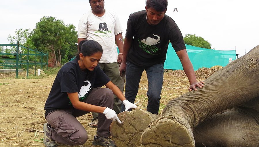 Adventure World Travel works in partnership with the TreadRight Foundation and Wildlife SOS, India