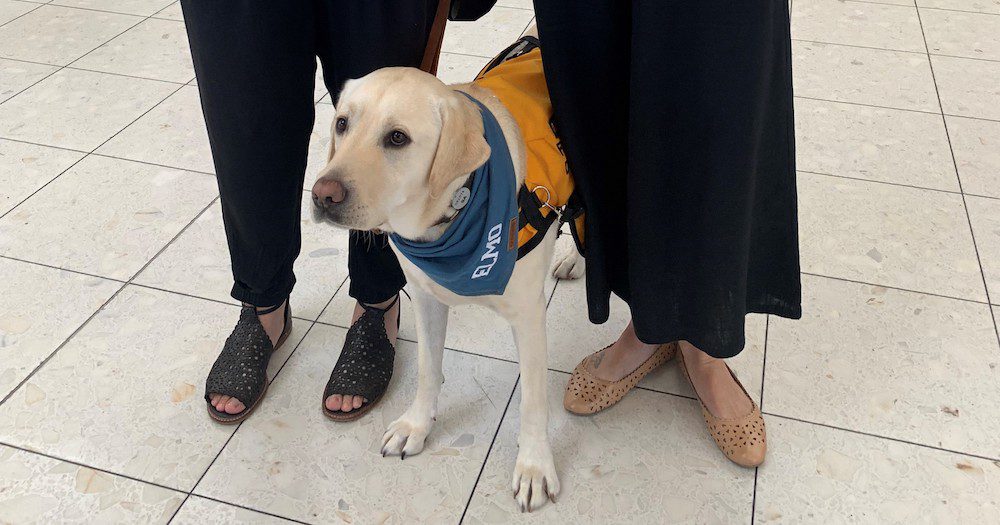 Introducing Elmo, Adelaide Airport's first (and cutest) Facility Dog