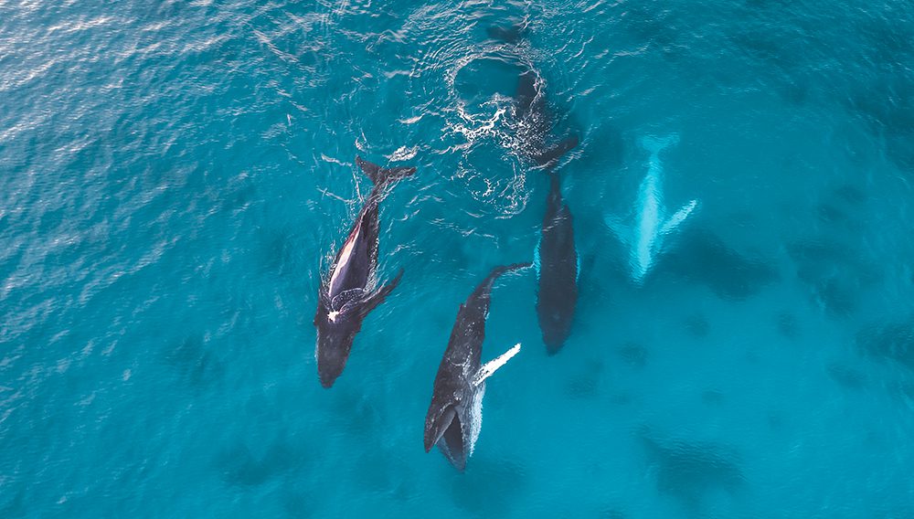 Whales Swimming, off the coast of Dunsborough ©Tourism Western Australia