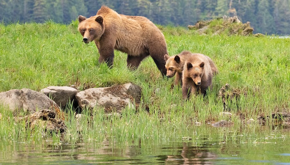 The Great Bear Rainforest in British Columbia is home to abundant wildlife including grizzly and black bears