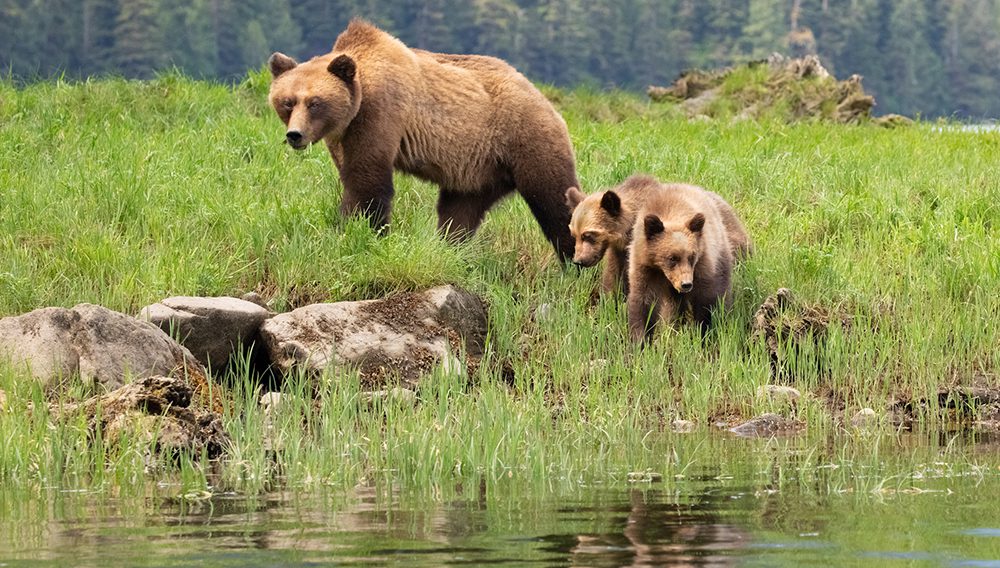 The Great Bear Rainforest in British Columbia is home to many Indigenous communities as well as abundant wildlife including grizzly and black bears, whales, otters and more. ©Kenneth Canning