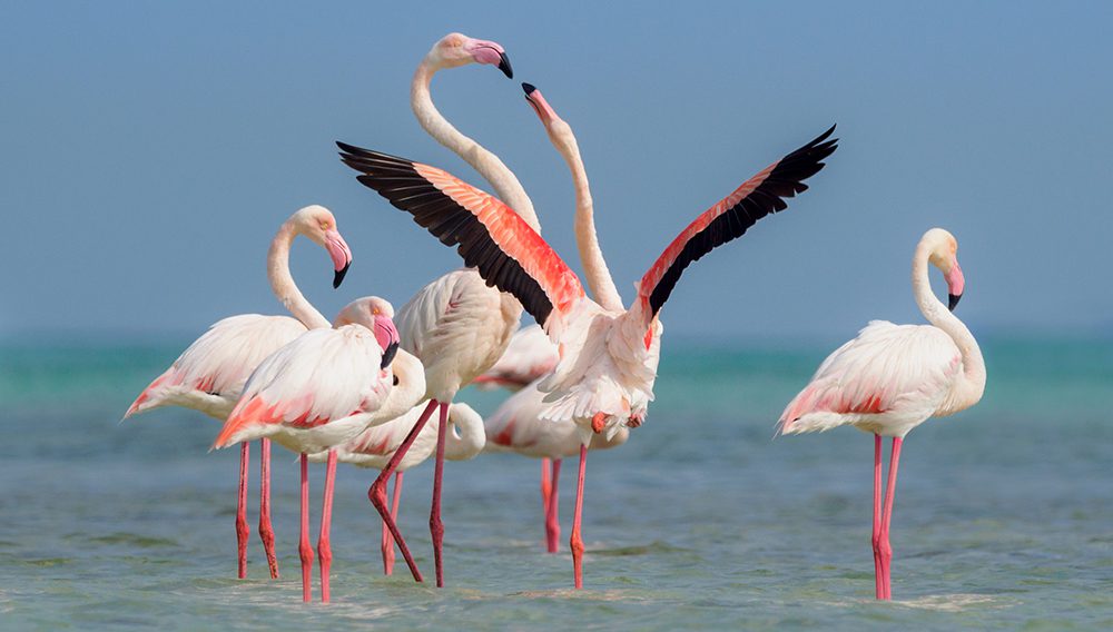 Every year during the winter season, hundreds of flamingos flock to Qatar’s shores on their annual migration from Europe and Siberia to Africa.