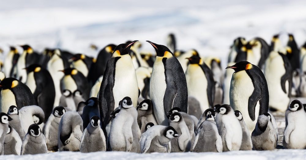 Adventure to Snow Hill's Emperor Penguin Colony with Quark Expeditions