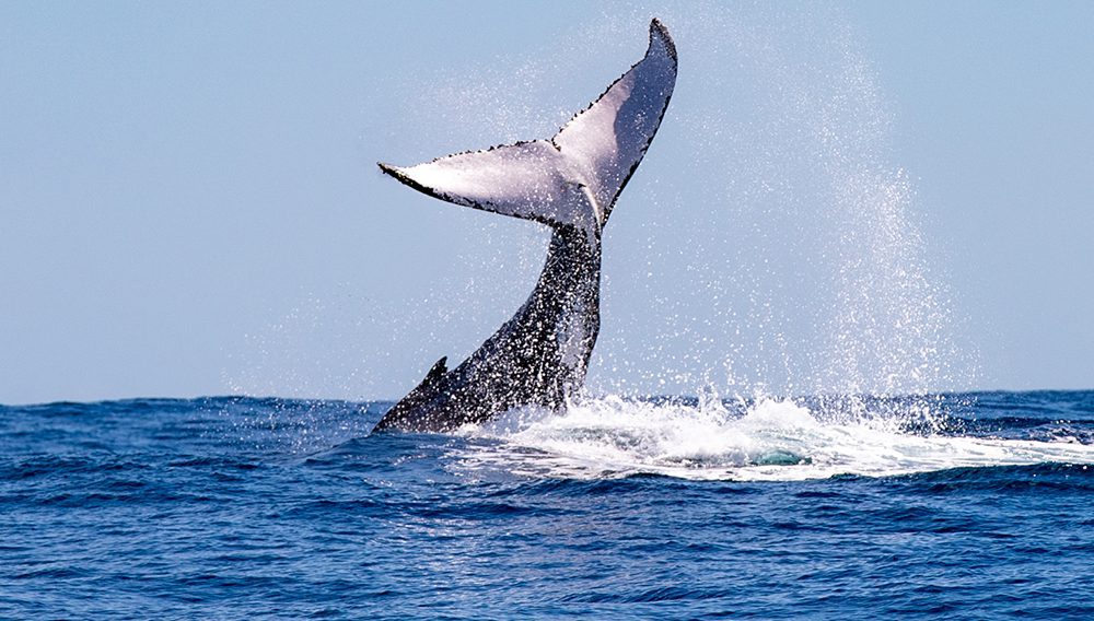 If you are travelling to Rottnest Island in September through till November, you might get the chance to spot a Whale! 