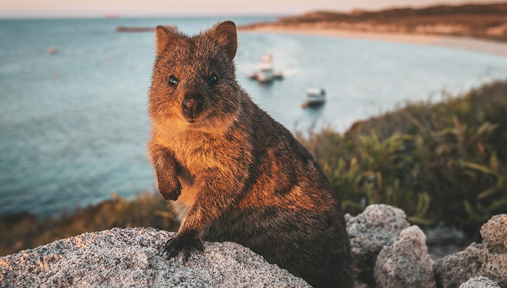 It’s estimated there are between 10,000-12,000 living on the relatively small island, so spotting a quokka is an easy feat.