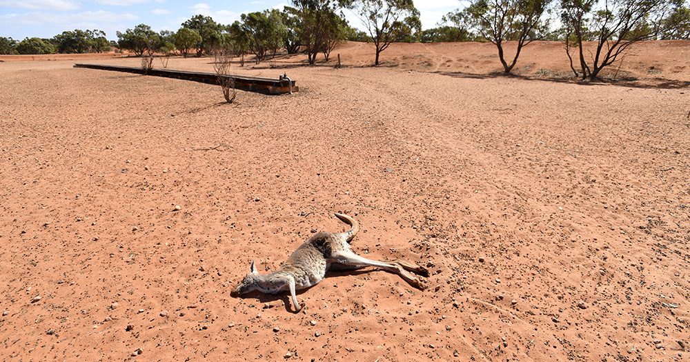 Australia's environment is sick and getting sicker: How can travel help?