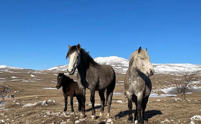 Intrepid Travel Bosnia Wild Horses Near Livno