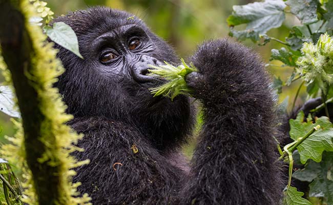 Bench Africa Gorillas Uganda