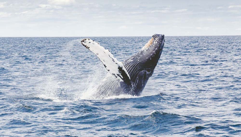 Intrepid Travel Humpback whales unsplash by thomas kelley