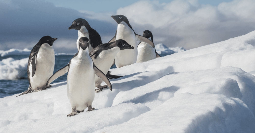 Extended: Polar Explorers Wanted + 2-for-1 Antarctica Sale with Quark Expeditions!  