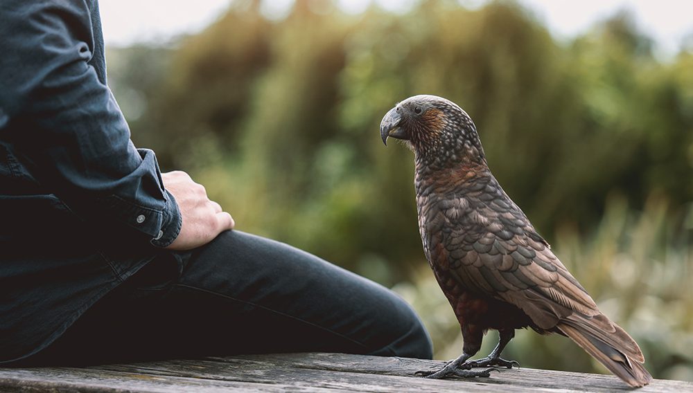 Kaka on Kapiti Island ©Graeme Murray