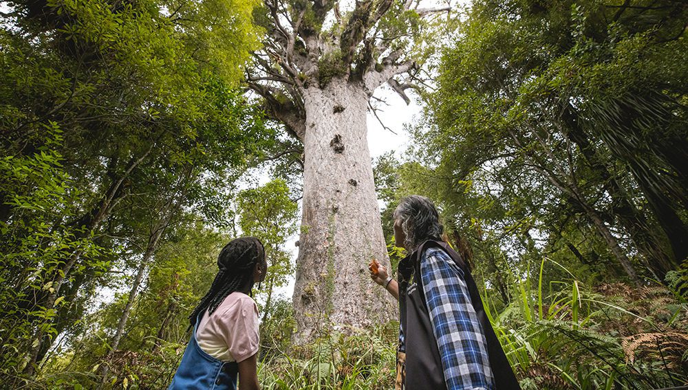 Tāne Mahuta ©Miles Holden