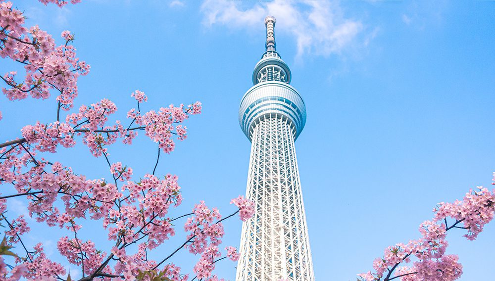 During spring, from Sumida Park you can see cherry blossoms and TOKYO SKYTREE together!