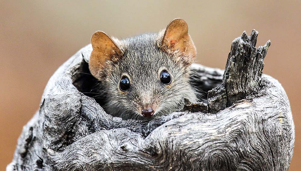 Australian Geographic Our Country Immersive Experience Hero Numbat