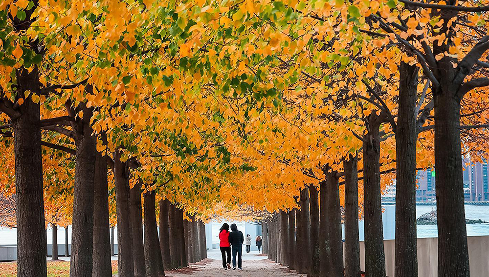 Advisors! Book New York State to earn bonus points towards The Travel Junction's incentives and epic grand prize 3 Foliage NY