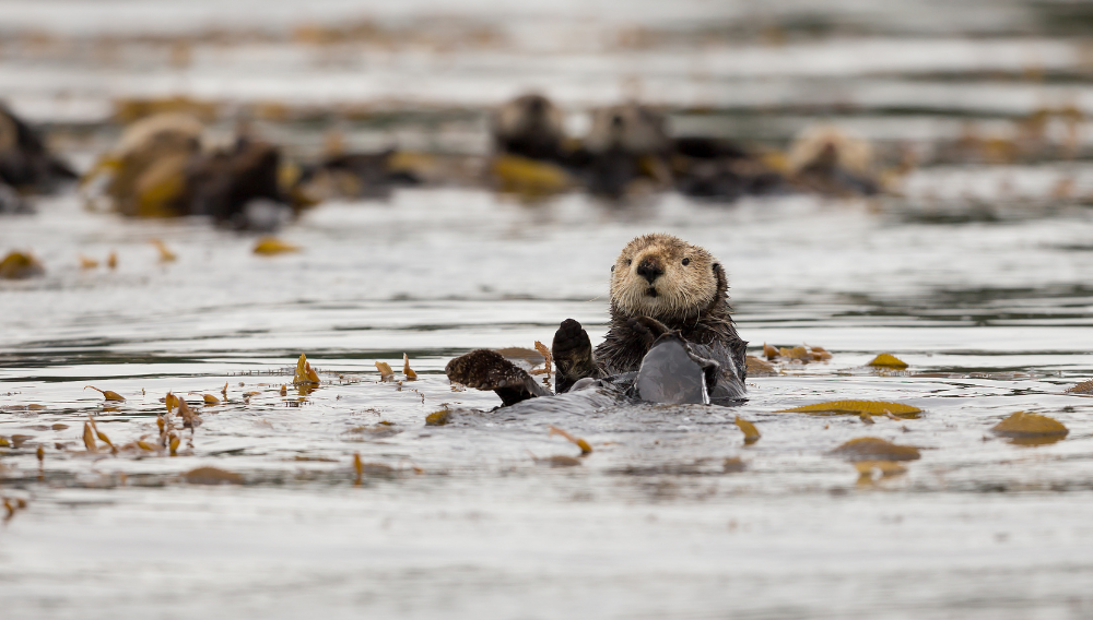Otter, Vancouver Island ©Destination BC/Boomer Jerritt