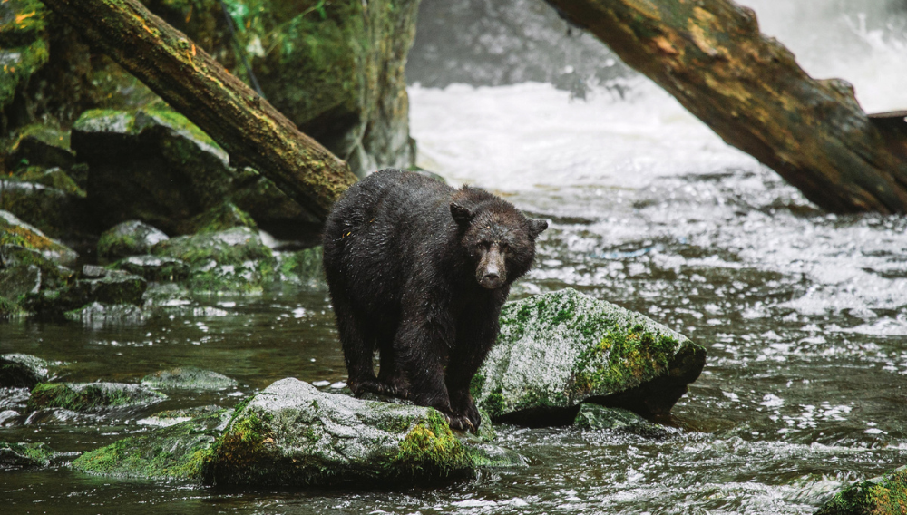Bear, Ucluelet Vancouver Island ©Destination BC/Ben Giesbrecht