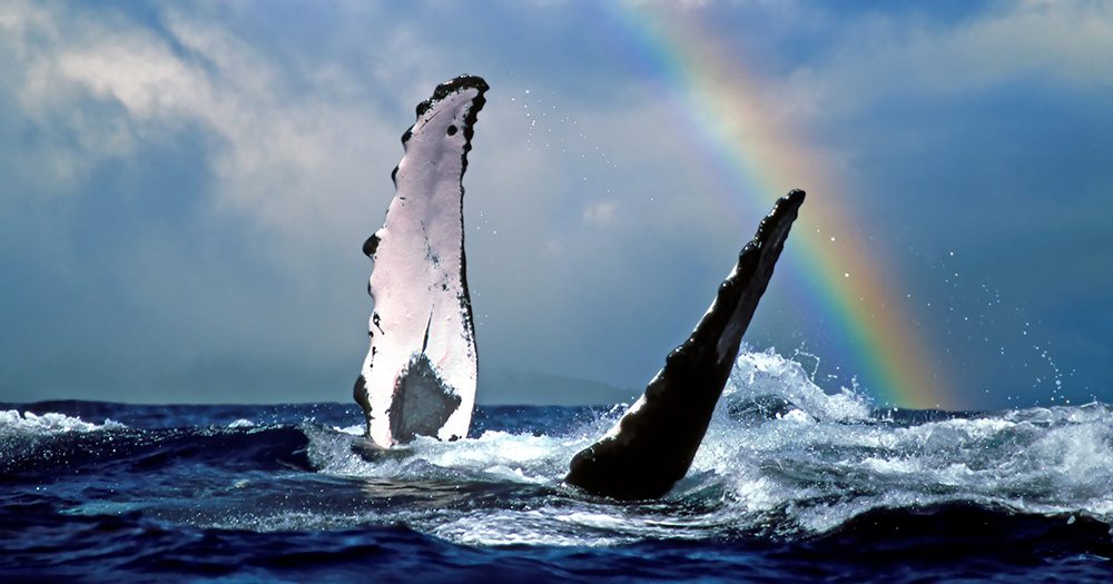 The Aloha Update: Hawai’i in winter? Find out why you need to go