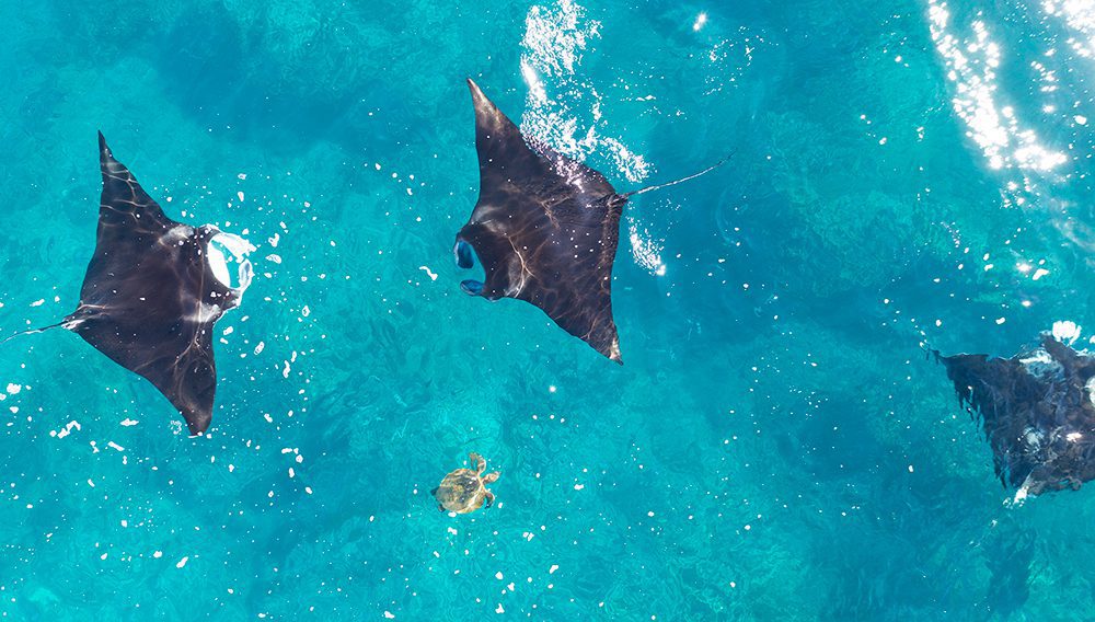 Ningaloo / Nyinggulu’s coral reefs are a haven for marine life, including these manta rays at Coral Bay ©Tourism Western Australia