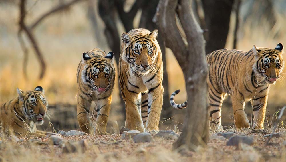 Karryon Touring: A&K, Entire Travel Group, ETC, GJNZ, The Explorer Society + more 3 AK indias tiger lands hero1
