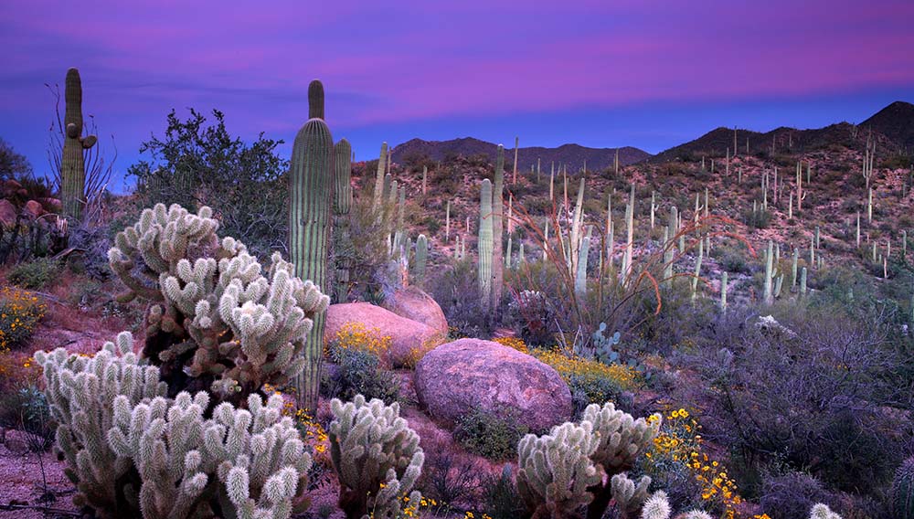 Get your kicks (plus up to 12% commission) & WIN an Epic Prize with The Travel Junction & Visit Arizona 2 Otherworldly landscapes in Saguaro National Park. Image: Arizona Office of Tourism