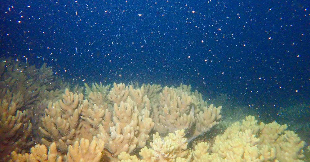 Karryon Sustainability: Great Barrier Reef, SWISS, Virgin Voyages + more