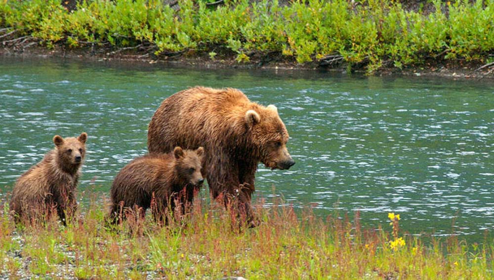 Karryon Touring: A&K, Entire Travel Group, ETC, GJNZ, The Explorer Society + more 6 Bear and cubs