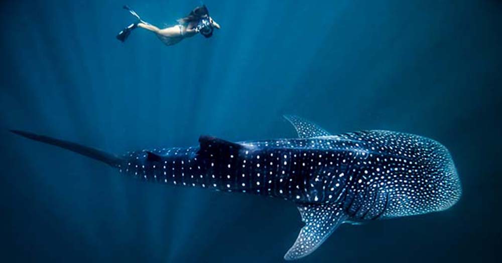 Whale of a time: Qantas' first Melbourne­–Exmouth flight takes off