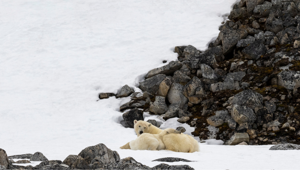 Arctic adventures await: your 2024 just got better! 3 1000 x 568 2 5