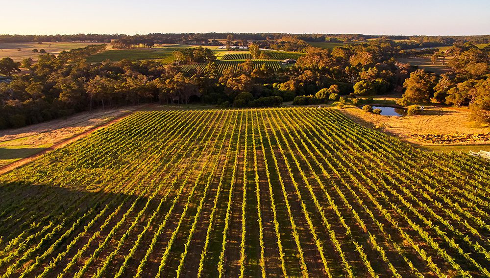 Margaret River is renowned as Australia's most premium wine region, home to over 200 vineyards, including Amato Vino ©Tourism Western Australia