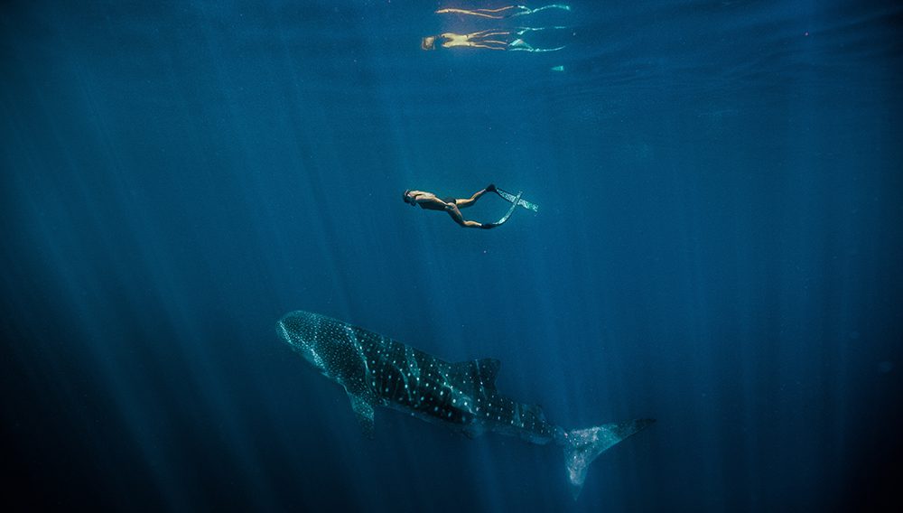 Every year, in March, the world’s biggest fish congregate along the Ningaloo Reef - whale sharks! The chance to snorkel with these gentle giants is the opportunity of a lifetime. Credit: Tourism Western Australia / Lachlan Ross