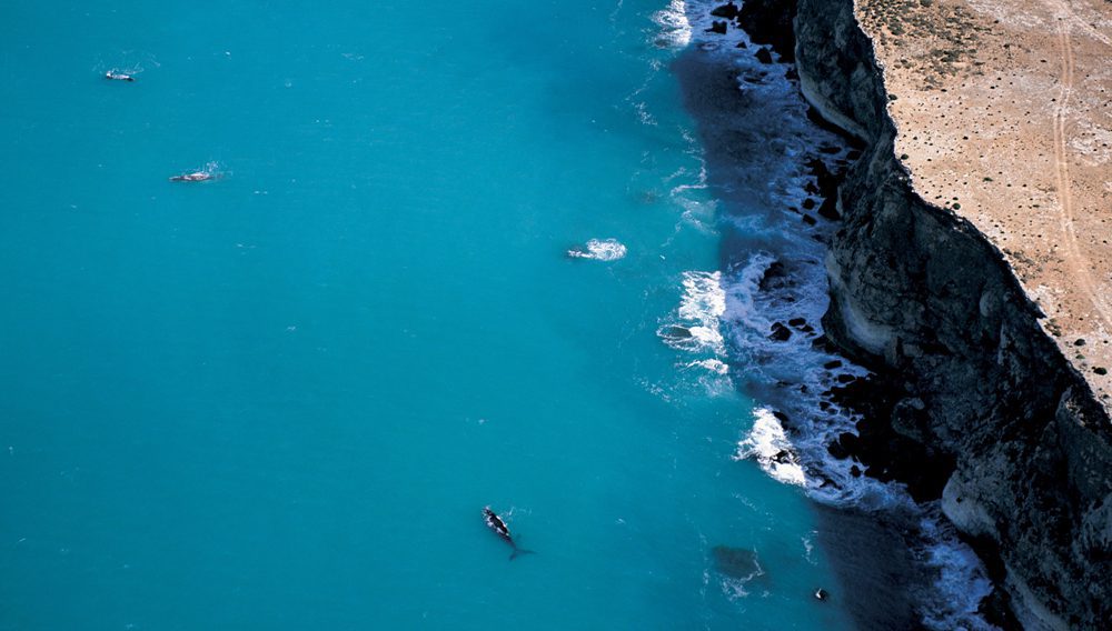 DO NOT USE OUTSIDE OF THIS PROJECT View the migration of Southern Right Whales at Head of Bight ©South Australian Tourism Commission/Adam Bruzzone