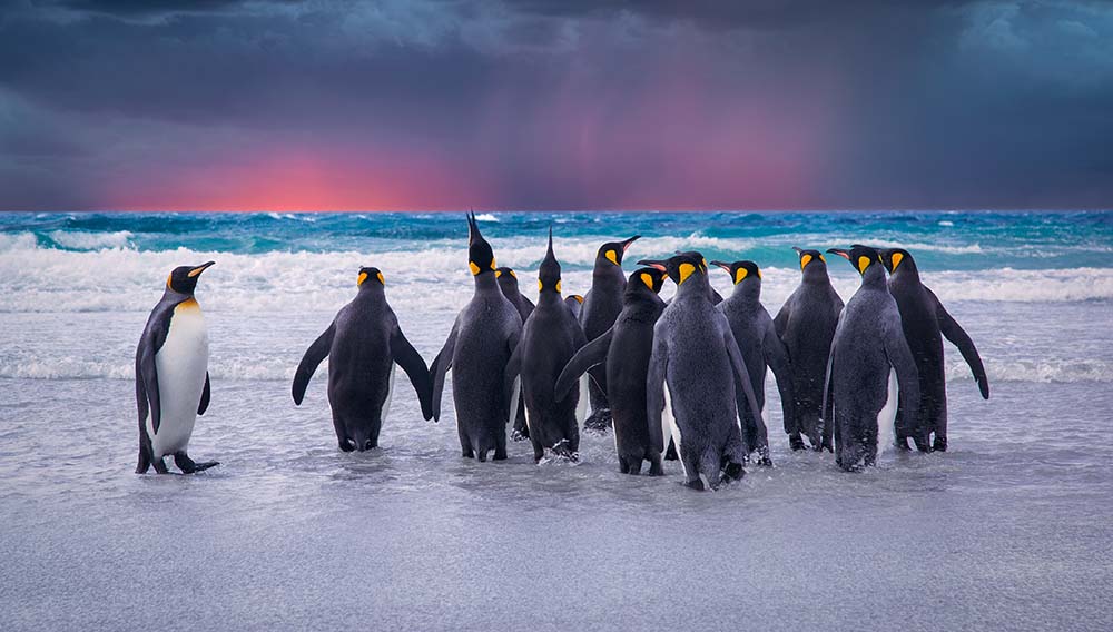 Chimu Penguins in Antarctica