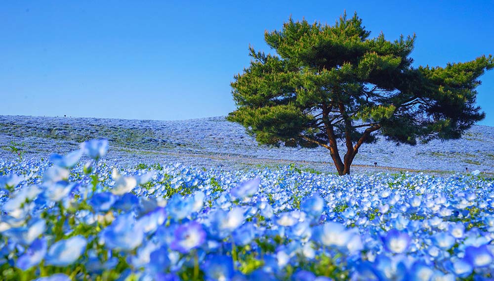 Karryon Cruising: PONANT, Azamara, Aurora, Princess + more 8 Hitachi Seaside Park Ibaraki Japan