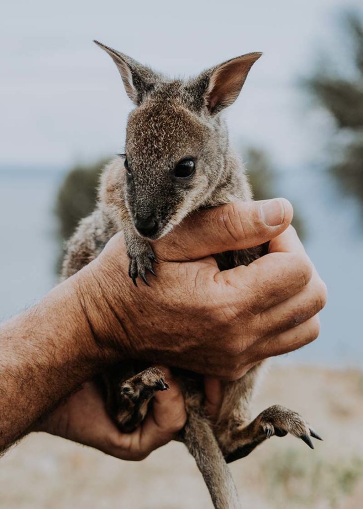 Christmas conservation comp: Help wildlife and win a stunning stay at Wander 1 Wander wallaby