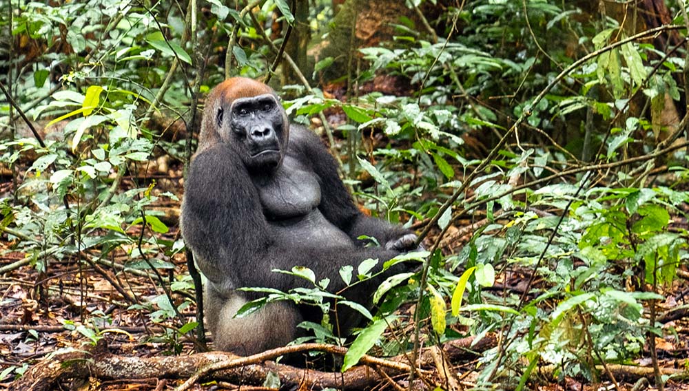 A gorilla in Loango national park Gabon