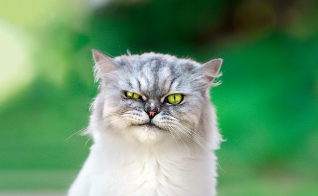 The 10 types of people you don’t want to meet on a famil (and the one you do) 2 CCF2A3B7 813C 46B2 8D80 234D41242F49