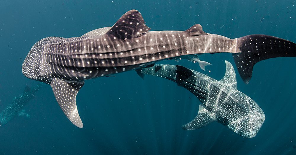 Experience the Whale Sharks of Qatar on a stopover