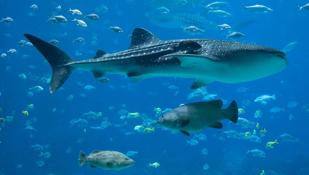 Secretive, gentle and gigantic, Whale Sharks are one of the
true wonders of the ocean.