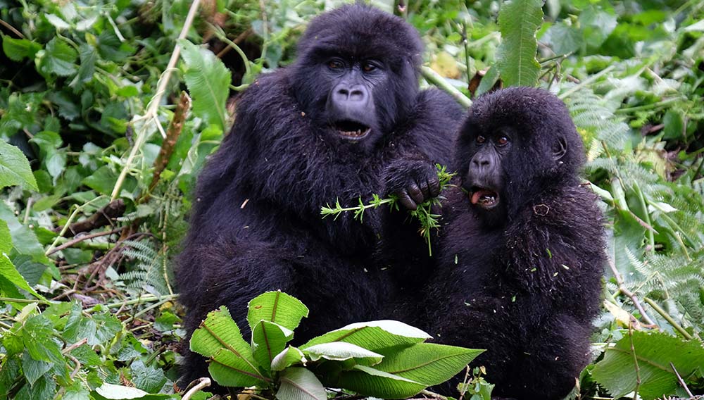 Intrepid Travel Rwanda Volcanoes national Park gorillas 001