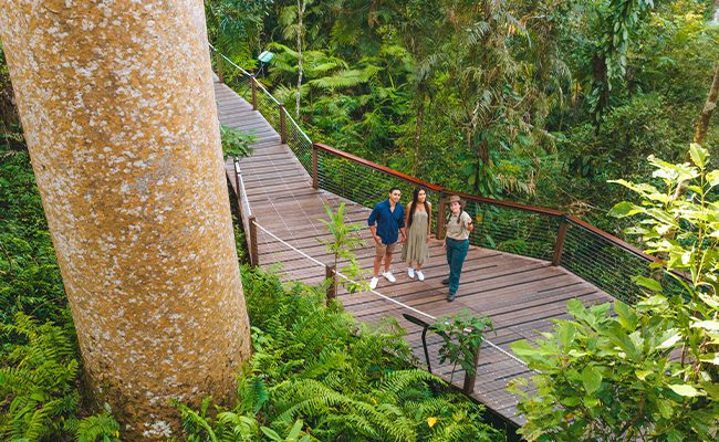 Skyrail Rainforest Cableway