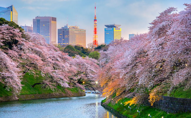 Tokyo during cherry blossom season.