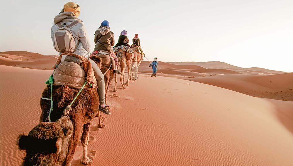 Camels in desert GettyImages 155157473