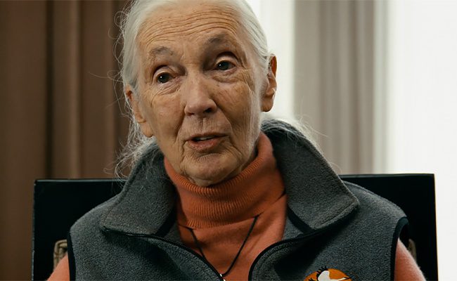 Jane Goodall Interview