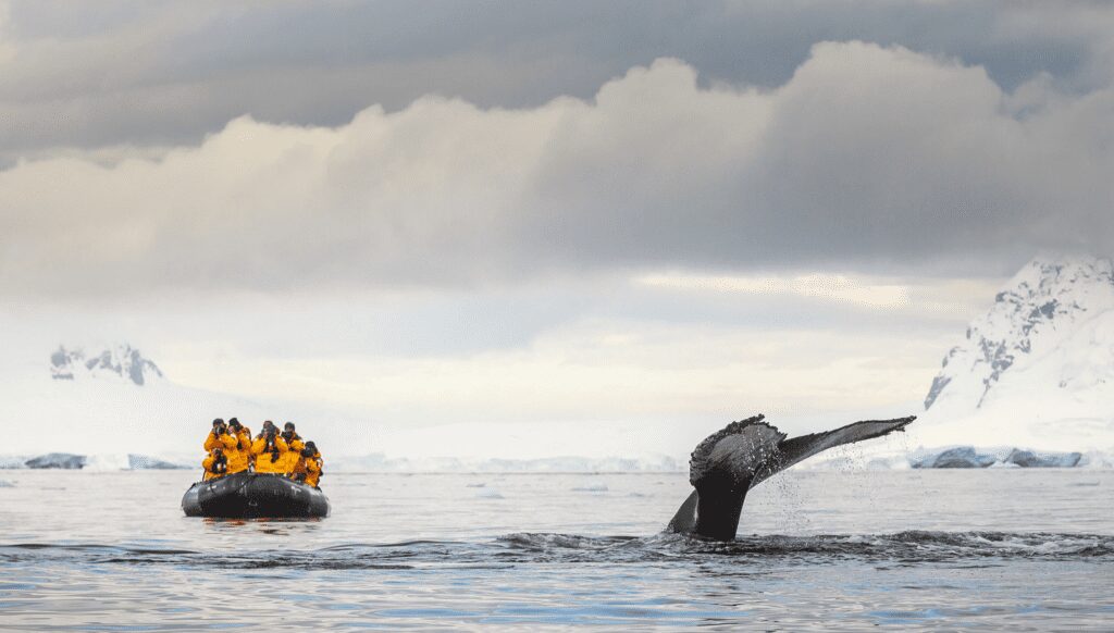 More adventures to enjoy in the Antarctic 24/25 season (including fab incentives!) 5 South Georgie, Quark
