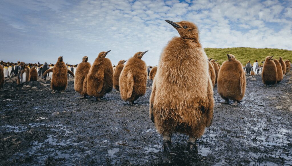 More adventures to enjoy in the Antarctic 24/25 season (including fab incentives!) 3 Falkland Islands, Quark