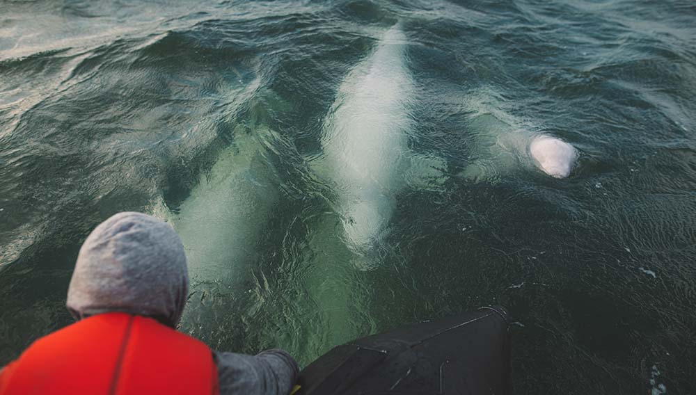 DC Manitoba Beluga whales Credit CoPilot Collective